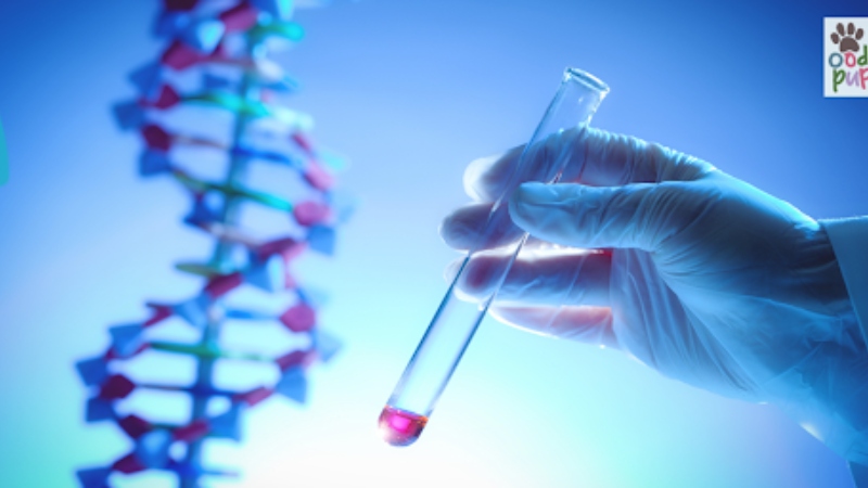 Labradoodle Health Testing